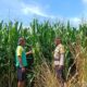 Dukung Ketahanan Pangan, Bhabinkamtibmas Buer Pantau Kondisi Tanaman Jagung Petani