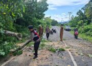Aksi Sigap Polsek Sekotong: Bersihkan Pohon Tumbang di Lombok Barat