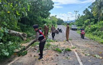 Aksi Sigap Polsek Sekotong: Bersihkan Pohon Tumbang di Lombok Barat