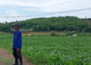 BHABINKAMTIBMAS DESA MANGGENAE LAKUKAN PEMANTAUAN LAHAN JAGUNG UNTUK DUKUNG KETAHANAN PANGAN WILAYAH