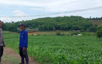 BHABINKAMTIBMAS DESA MANGGENAE LAKUKAN PEMANTAUAN LAHAN JAGUNG UNTUK DUKUNG KETAHANAN PANGAN WILAYAH