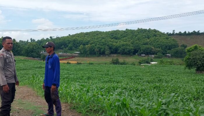 BHABINKAMTIBMAS DESA MANGGENAE LAKUKAN PEMANTAUAN LAHAN JAGUNG UNTUK DUKUNG KETAHANAN PANGAN WILAYAH