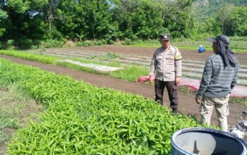 Dukung ketahanan pangan, Polres Sumbawa Barat Dorong Bhabinkmatibmas Aktif monitor dan dampingi warga Binaan