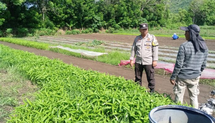 Dukung ketahanan pangan, Polres Sumbawa Barat Dorong Bhabinkmatibmas Aktif monitor dan dampingi warga Binaan