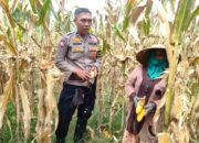 Polri Dampingi Panen Jagung di Lombok Barat, Dorong Penjualan ke Bulog