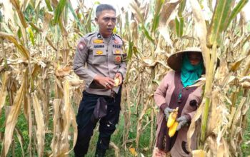 Polri Dampingi Panen Jagung di Lombok Barat, Dorong Penjualan ke Bulog