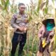 Polri Dampingi Panen Jagung di Lombok Barat, Dorong Penjualan ke Bulog
