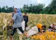 Demi Stok Pangan Nasional, Polsek Lembar Ajak Petani Salurkan Jagung Varietas NK ke Bulog
