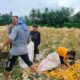 Dukung Ketahanan Pangan Nasional, Bhabinkamtibmas Lembar Imbau Petani Jual Jagung ke Bulog
