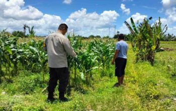 Strategi Polsek Labuapi Dukung Pangan: Jual Jagung ke Bulog & Tanam Pekarangan
