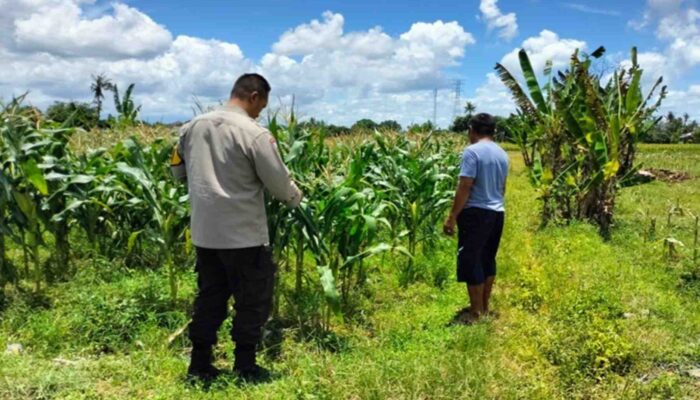 Dukung Ketahanan Pangan, Bhabin Labuapi Ajak Petani Jagung Jual ke Bulog