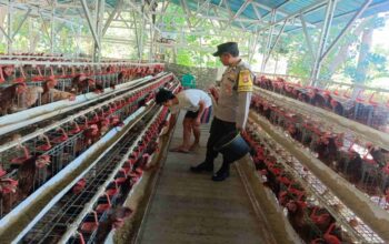 Kamtibmas Kondusif, Produksi Lancar: Peran Bhabinkamtibmas Bagi Peternak Ayam